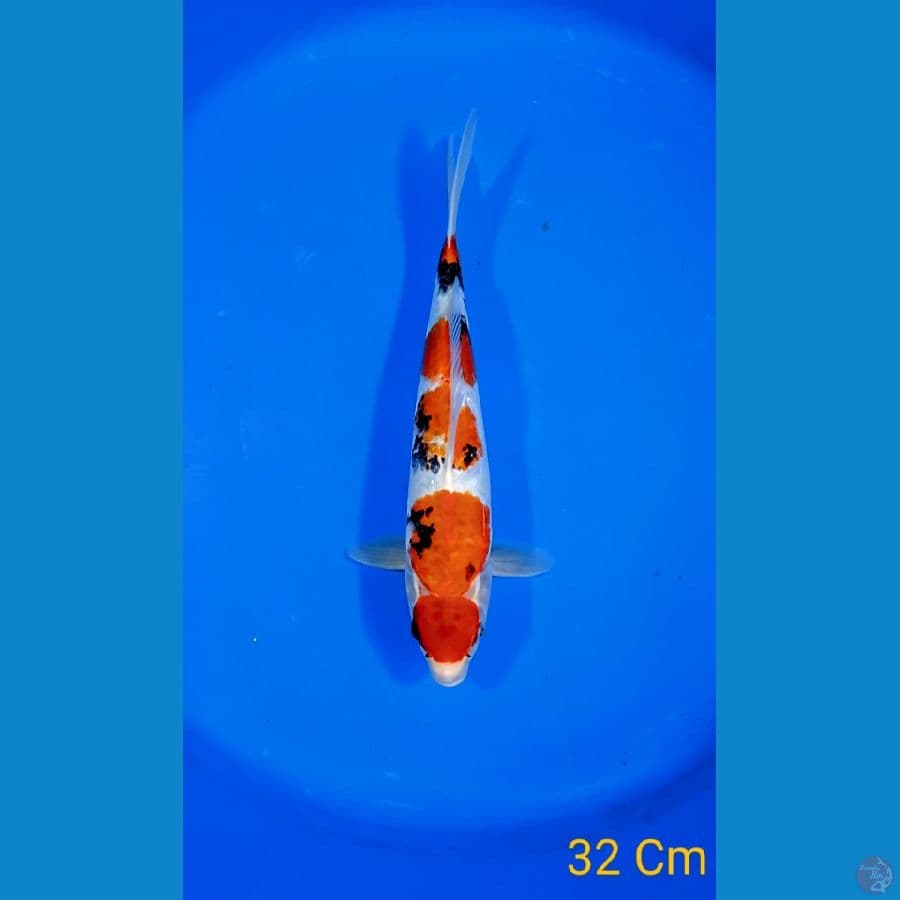 SHOWA 32 MALE