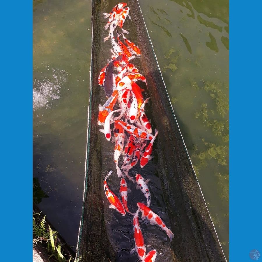 Paket Kolam Filter Merah Strong Mix 23-40cm 35ekor