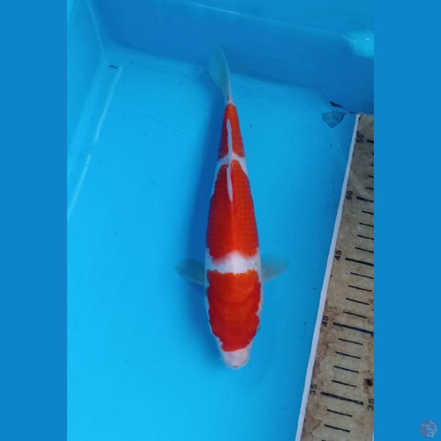 Kohaku 23cm