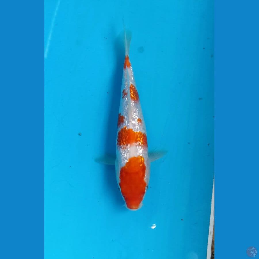 Kohaku ginrin 17cm