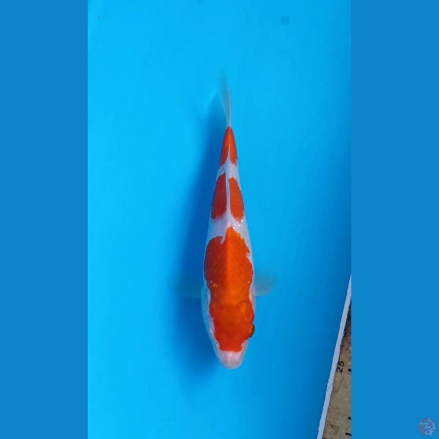 Kohaku 20cm