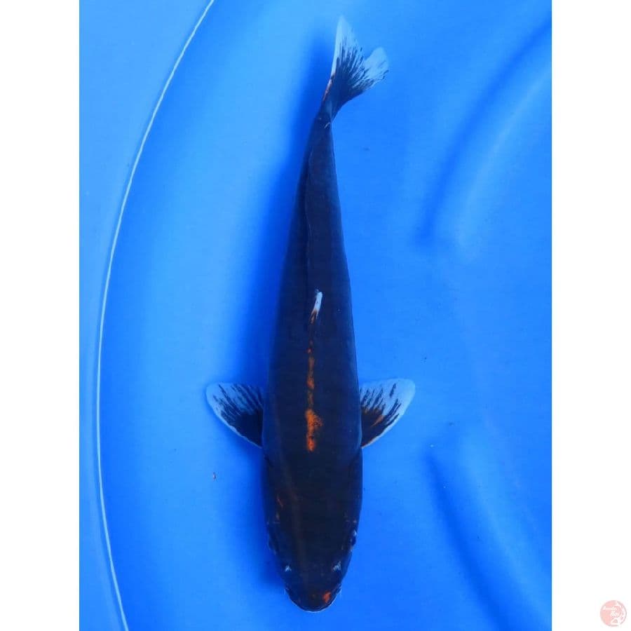 Black Karasu - 36cm