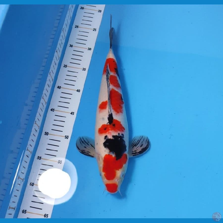 SANKE 35CM - MALE