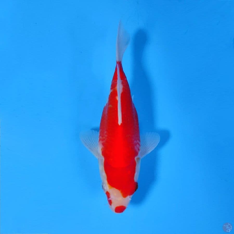 20CM TAMASABA