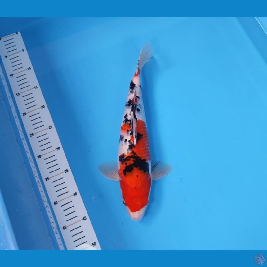 SANKE 35CM - FEEMALE