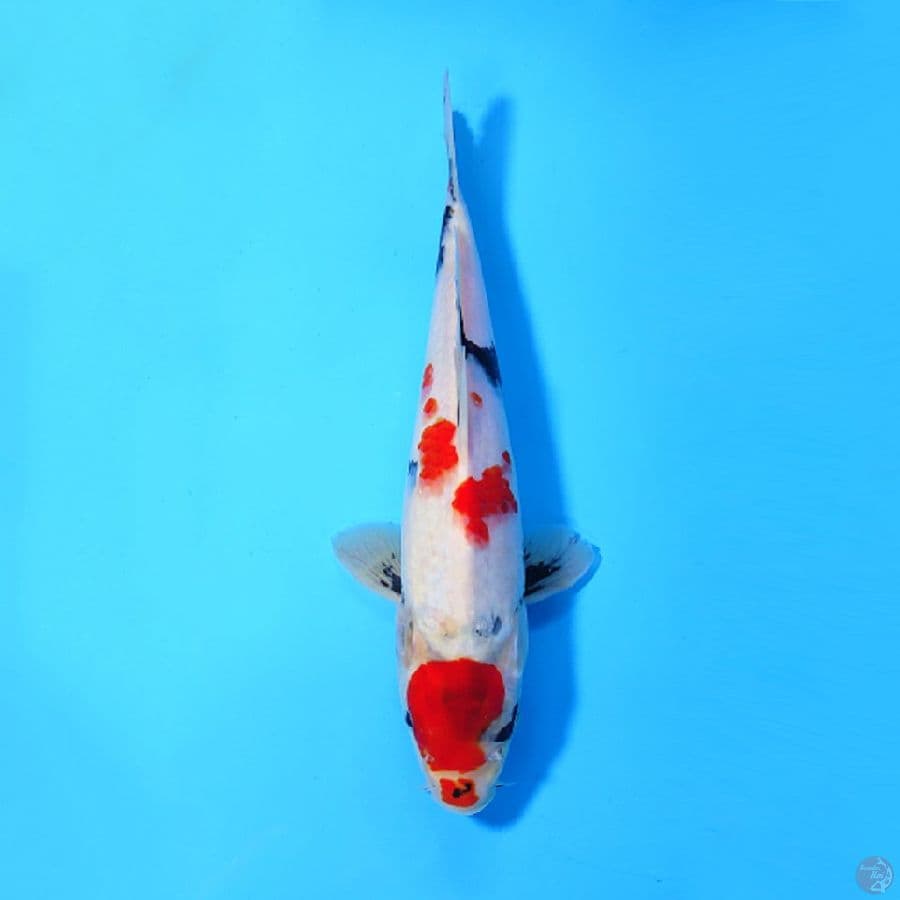 F25CM KINDAI TATEGOI SHOWA