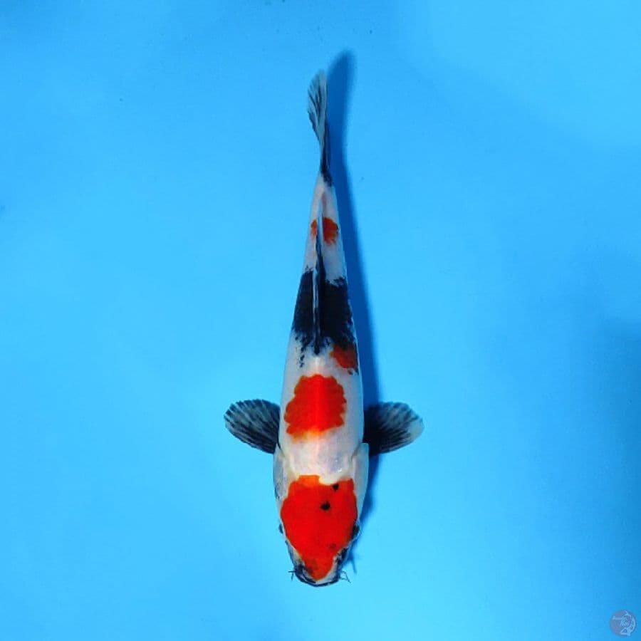 F20CM RED SHOWA