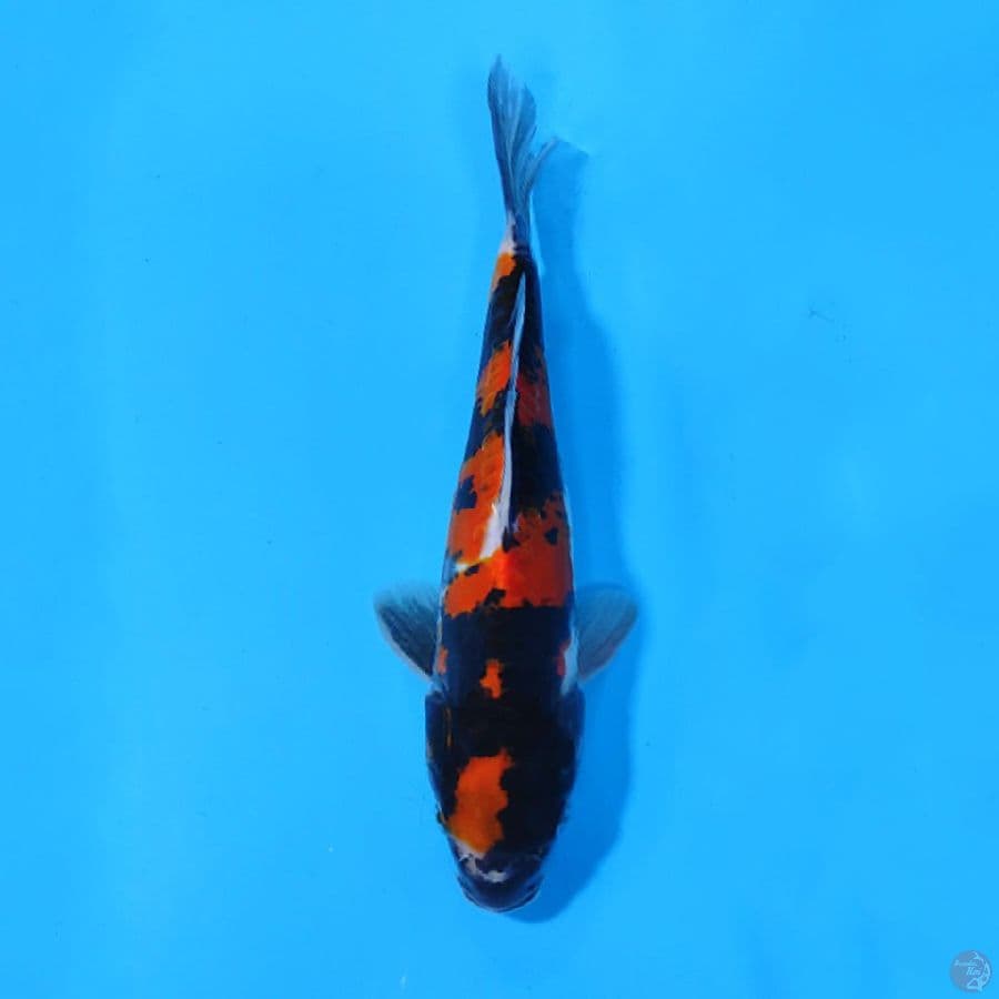 M22CM DOITSU SHOWA