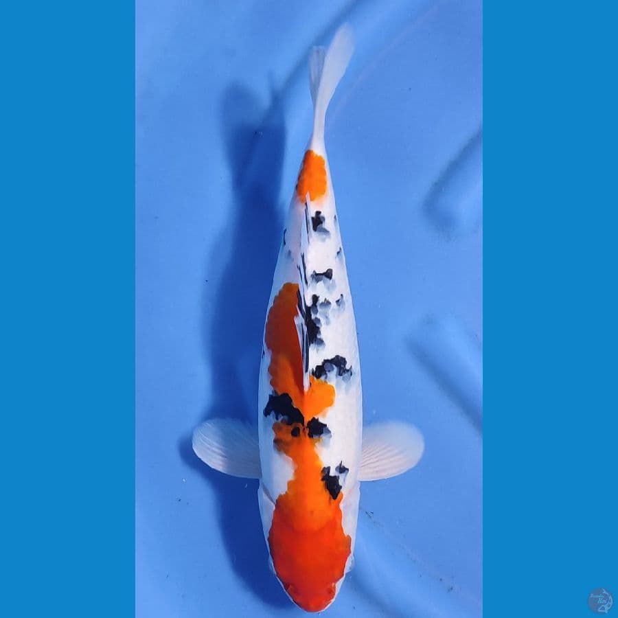 SANKE HQ BAKAT JUMBO ~38cm/Fremale~