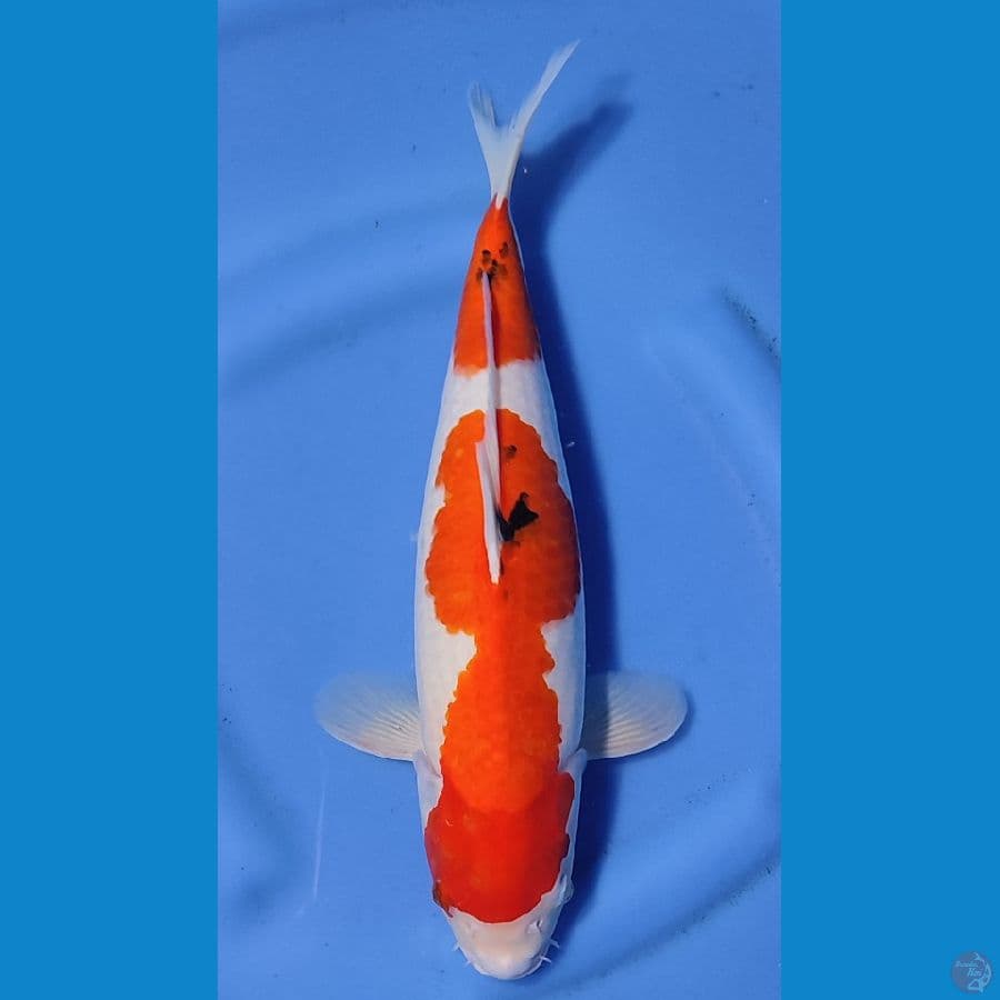 SANKE TATEGOI HQ ~38cm/Feemale~