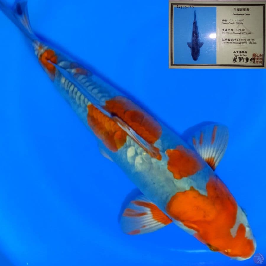 DOITSU OCHIBA SHIGURE ORYGINAL FARM YAMAJU .42CM MALE