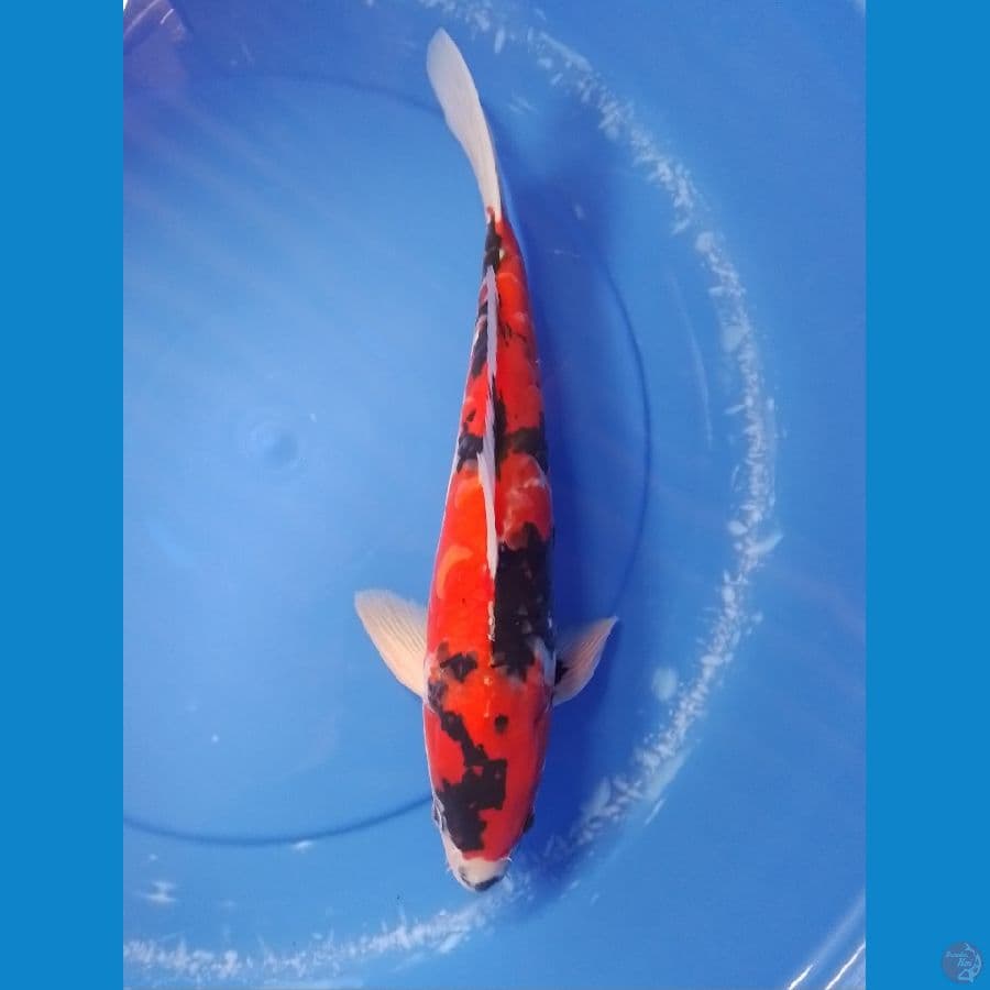 doit aragoke 41cm/male