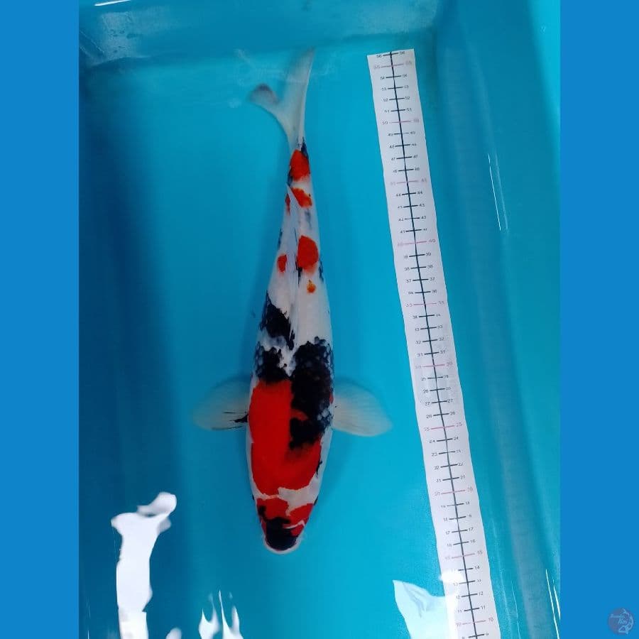 calon induk hot 37cm