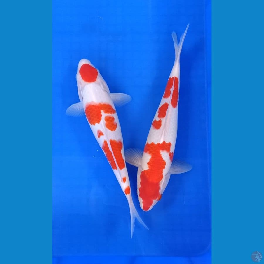 Kohaku 31_34cm Sejoli