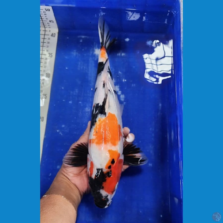 showa 37cm
