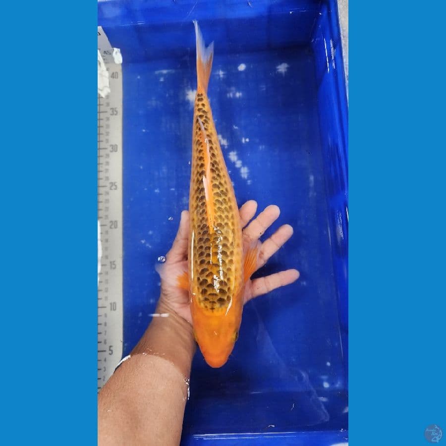 akamatsuba 37cm