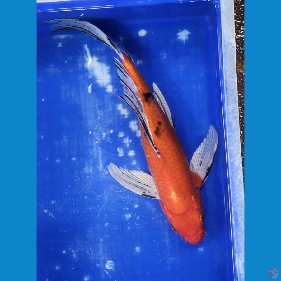 38cm kumpay