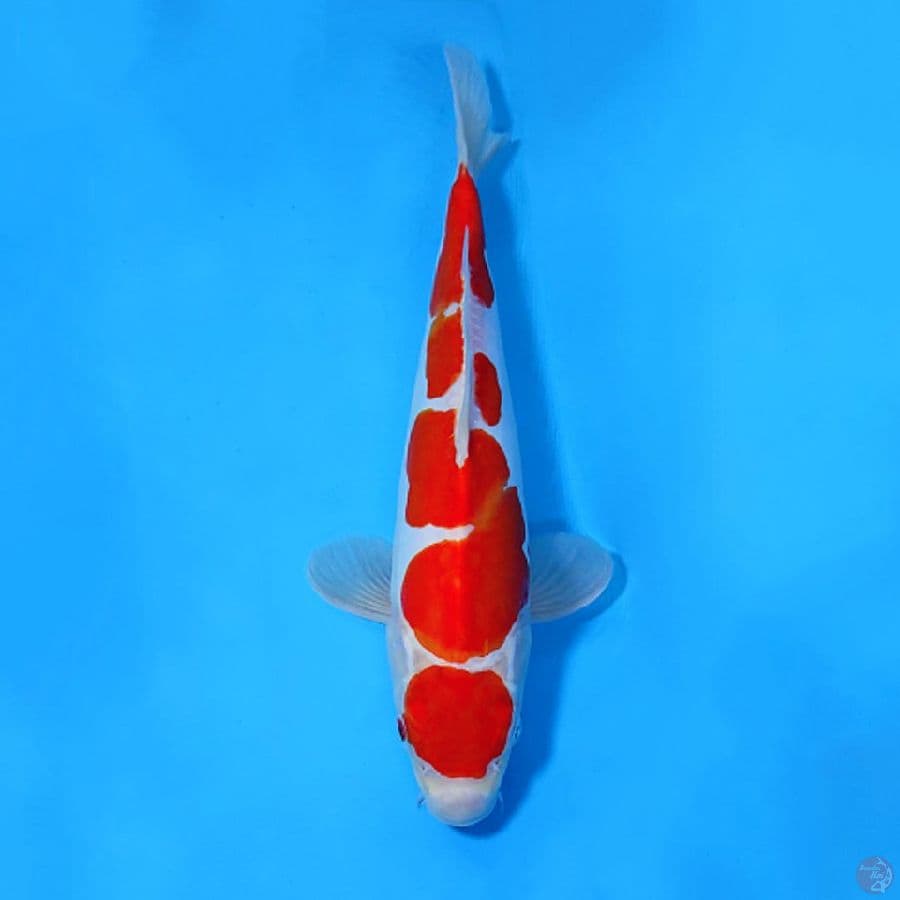 DOITSU MURNI KOHAKU 32CM FEMALE