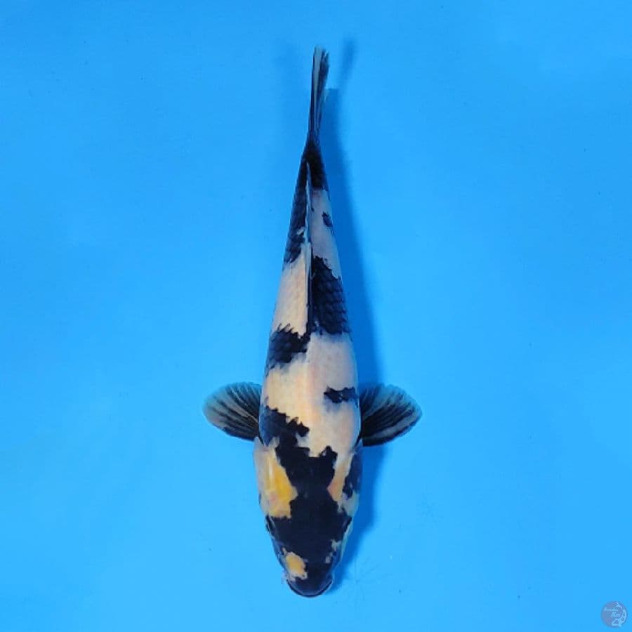 SHIRO UTSURI 25CM FEMALE
