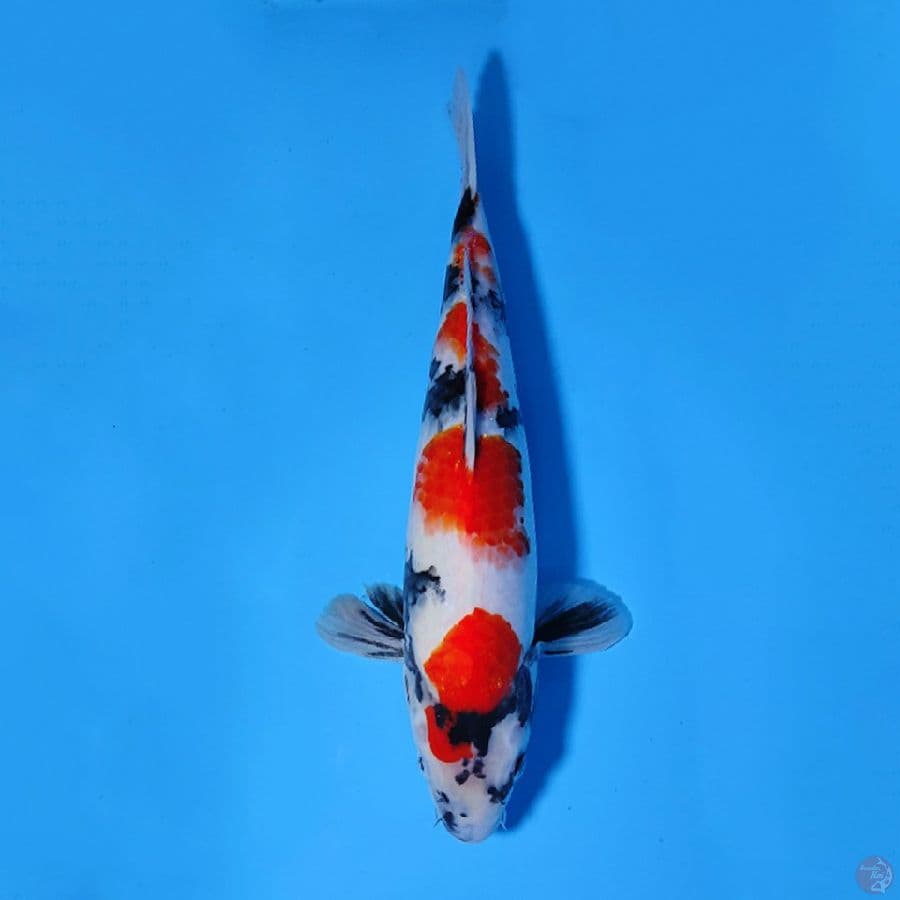 KINDAI SHOWA ORIGINAL 32CM FEMALE