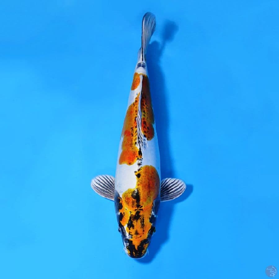 KIKOKURYU LANGKA 30CM FEMALE