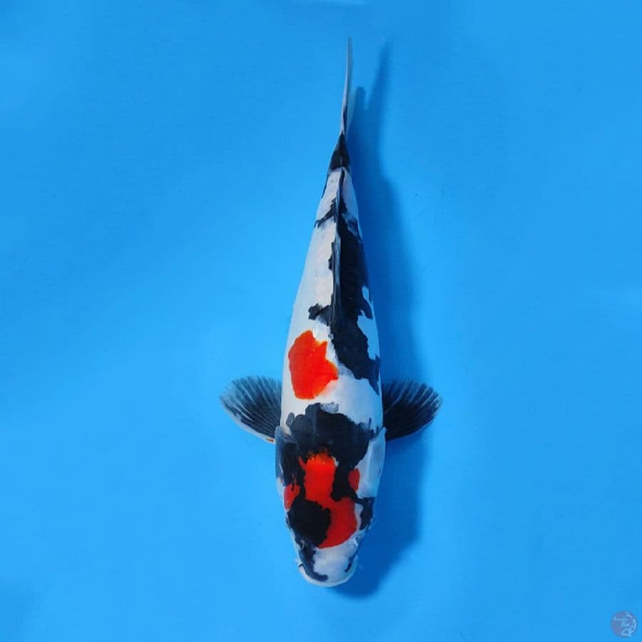 DOITSU SHOWA SIROJI BAGUS CALON INDUK 38CM FEMALE