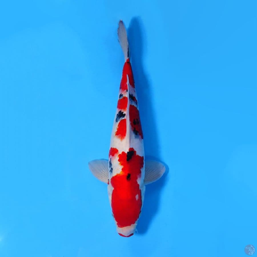 SANKE BENI TEBAL 33CM MALE