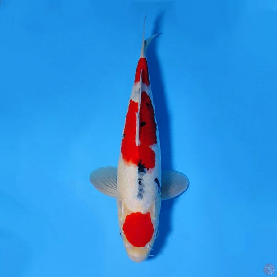 MARUTEN SHOWA ORIGINAL CALON BAGUS 32CM MALE