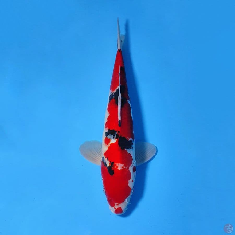 SANKE MERAH STRONG 35CM MALE