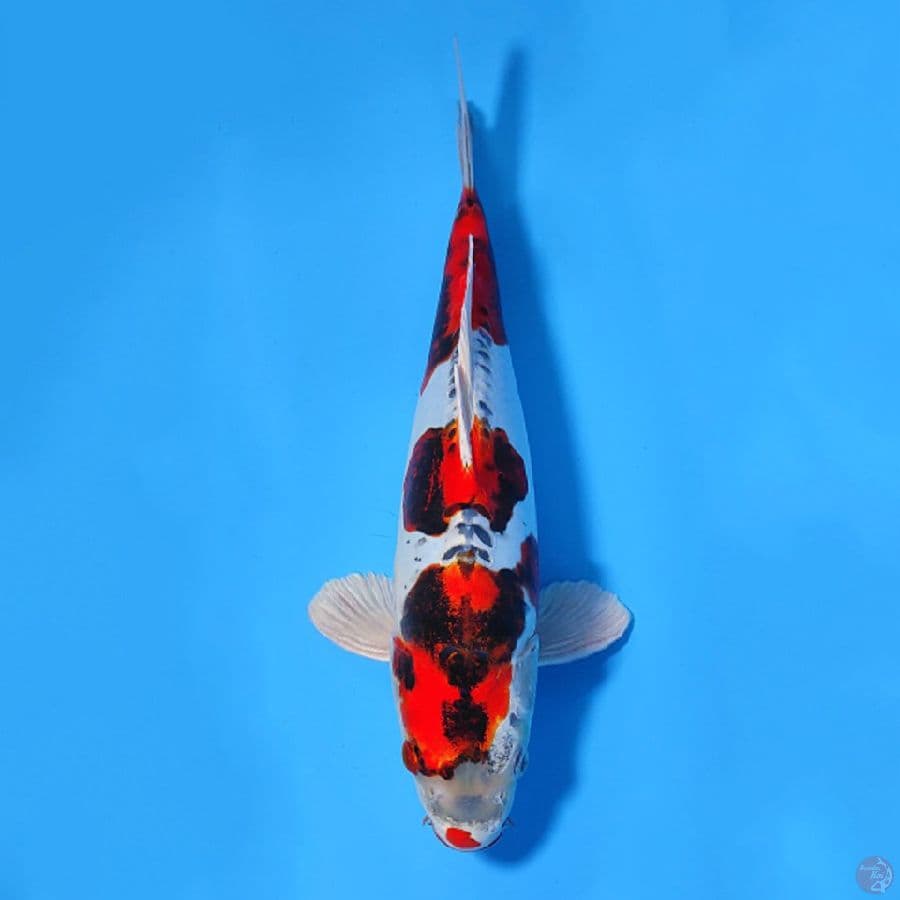 SQ KAWARIMONO LANGKA 32CM MALE