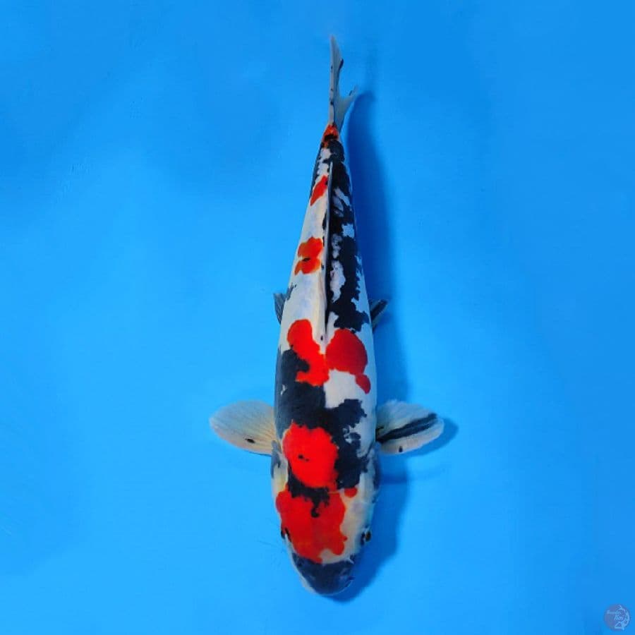 DOITSU SHOWA MURNI SQ 35CM MALE