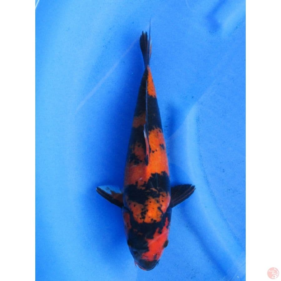 32cm , Strong - Hi Utsuri Male