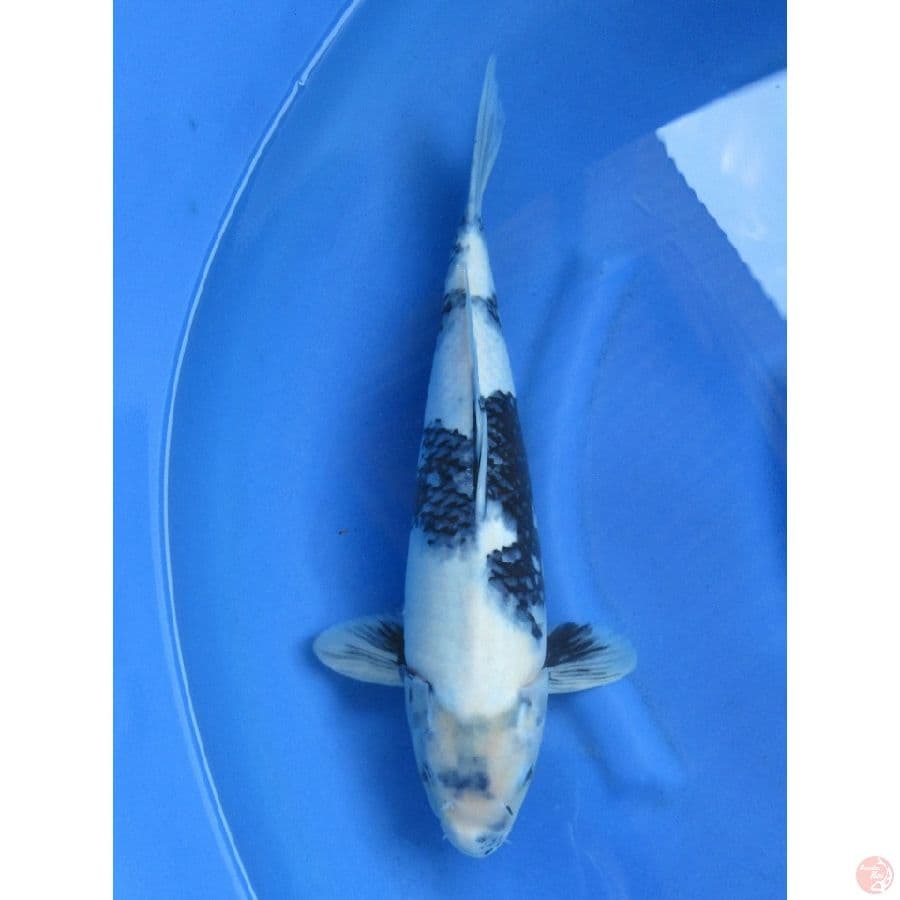 43cm , F1 Male Shiro Tategoi - Tidak Bocor