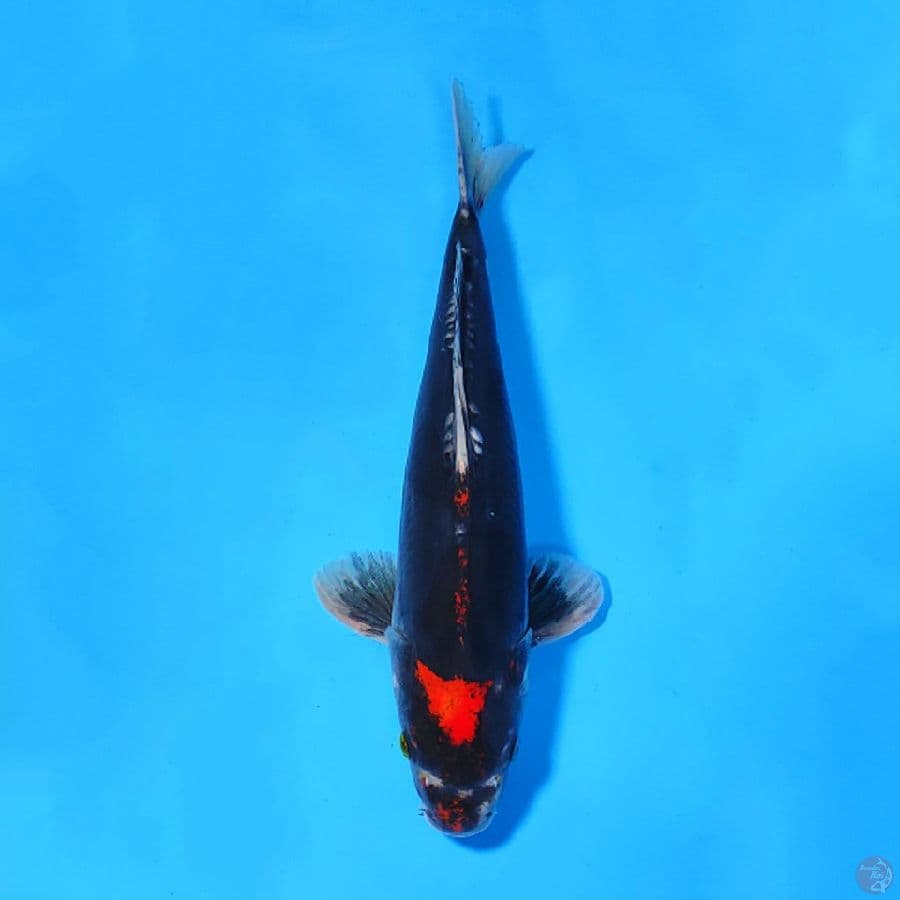 M35CM BENIKUMON