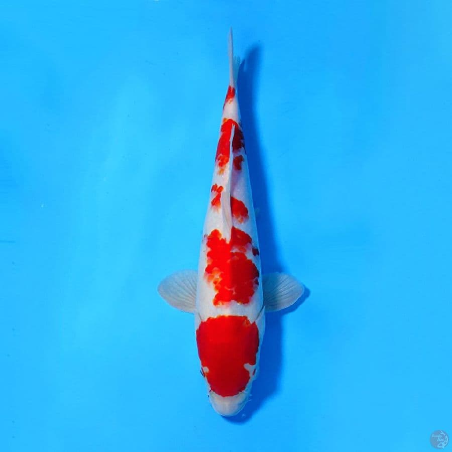 M32CM KOHAKU ORIGINAL 5 STEP