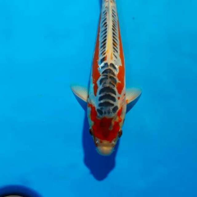Hana susui