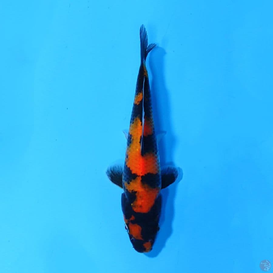 U17CM UTSURI