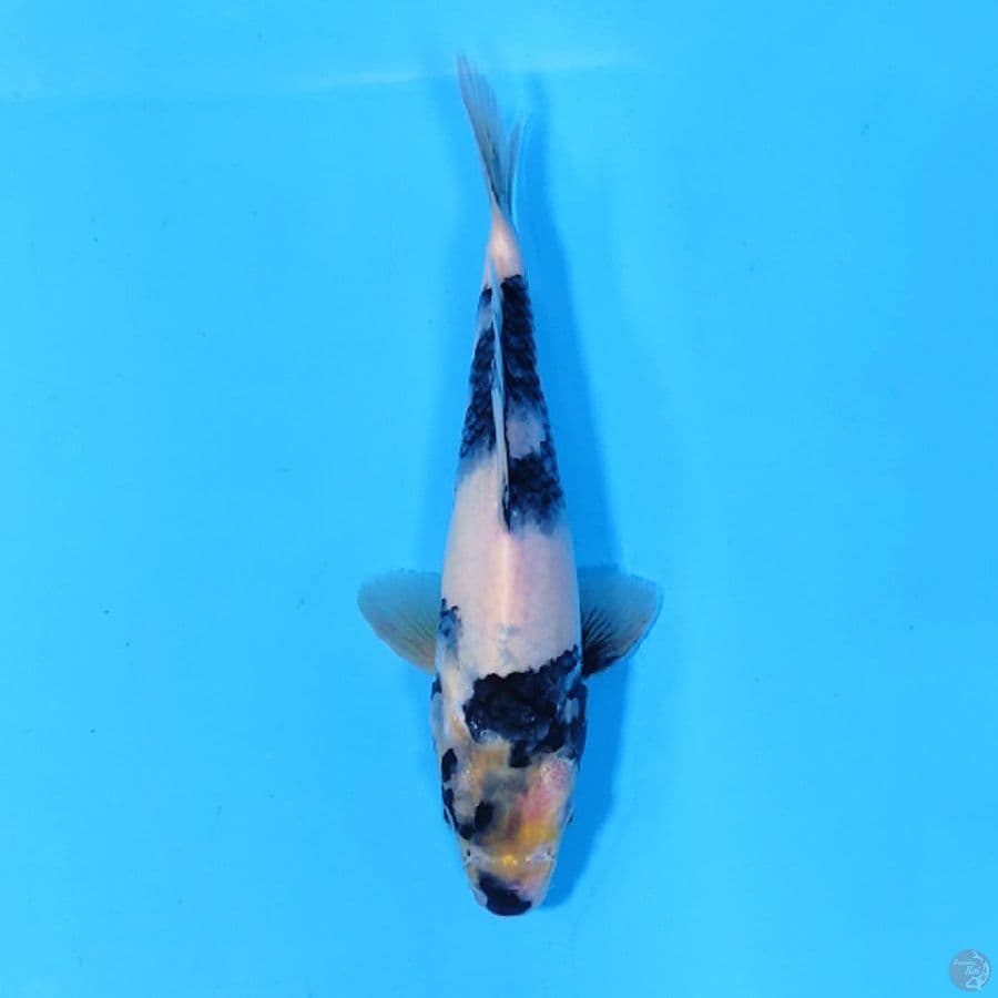 F21CM SHIRO UTSURI SUMI PEKAT