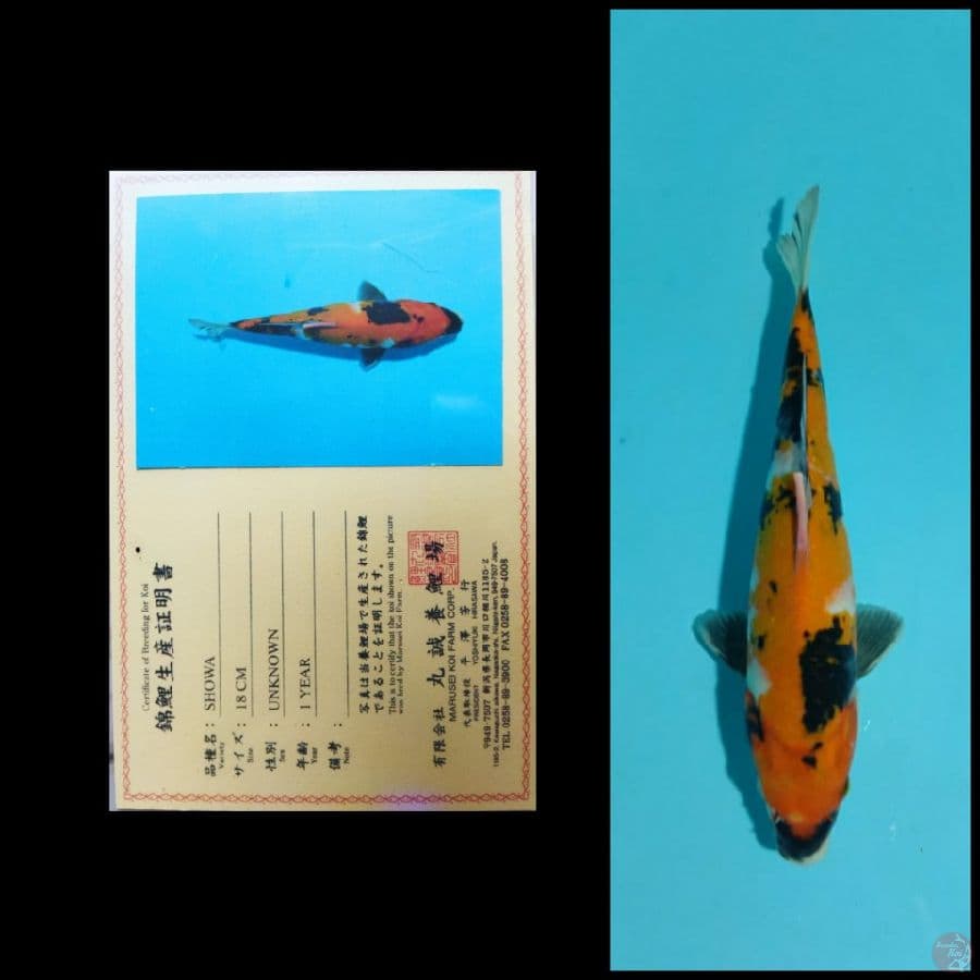 showa marusei 27cm