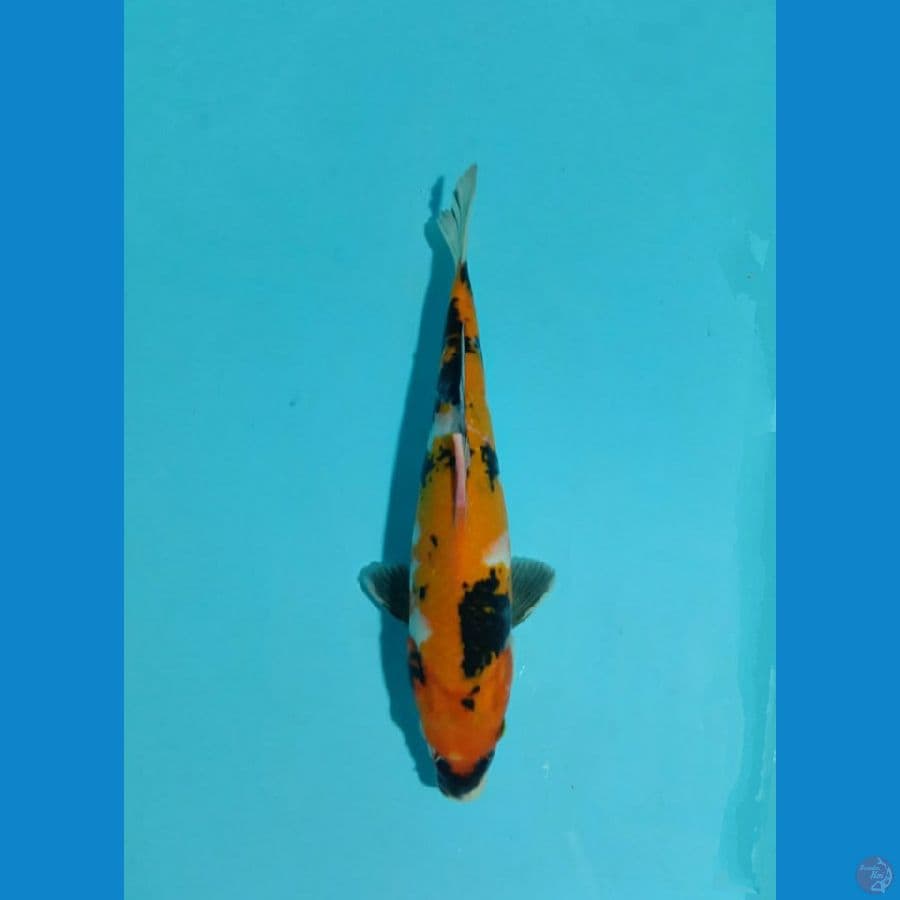showa marusei 27cm