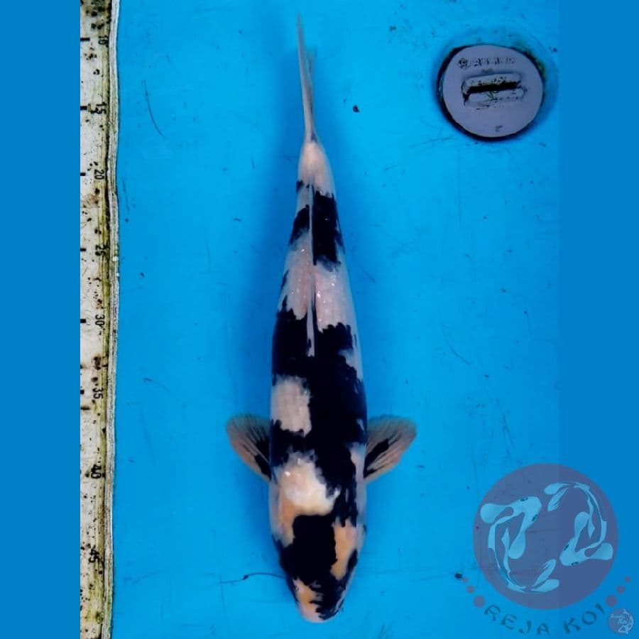 HQ SHIRO 40 BU MALE