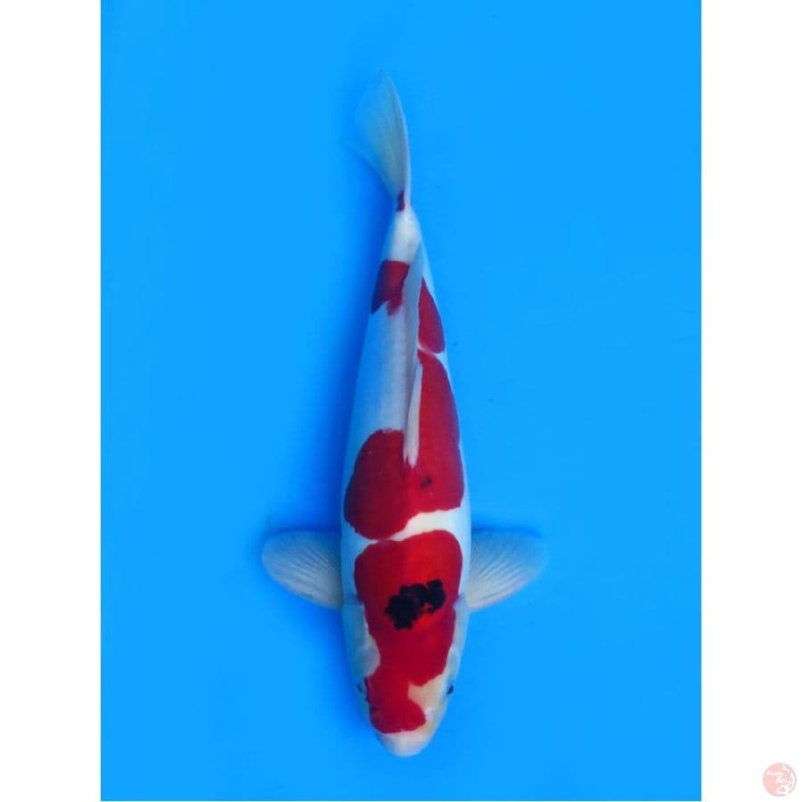 Jumbo !! Red Doitsu, 45bu