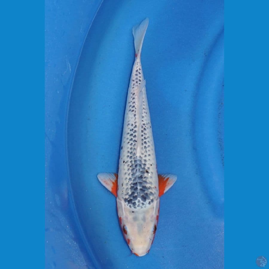 37cm Asagi Jantan ,