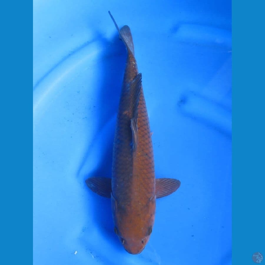 40cm ,Chagoi Tembaga Jantan ,