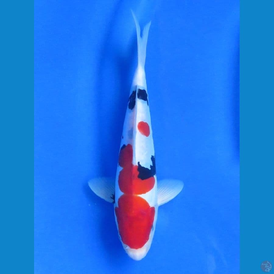 26cm , Doitsu Murni