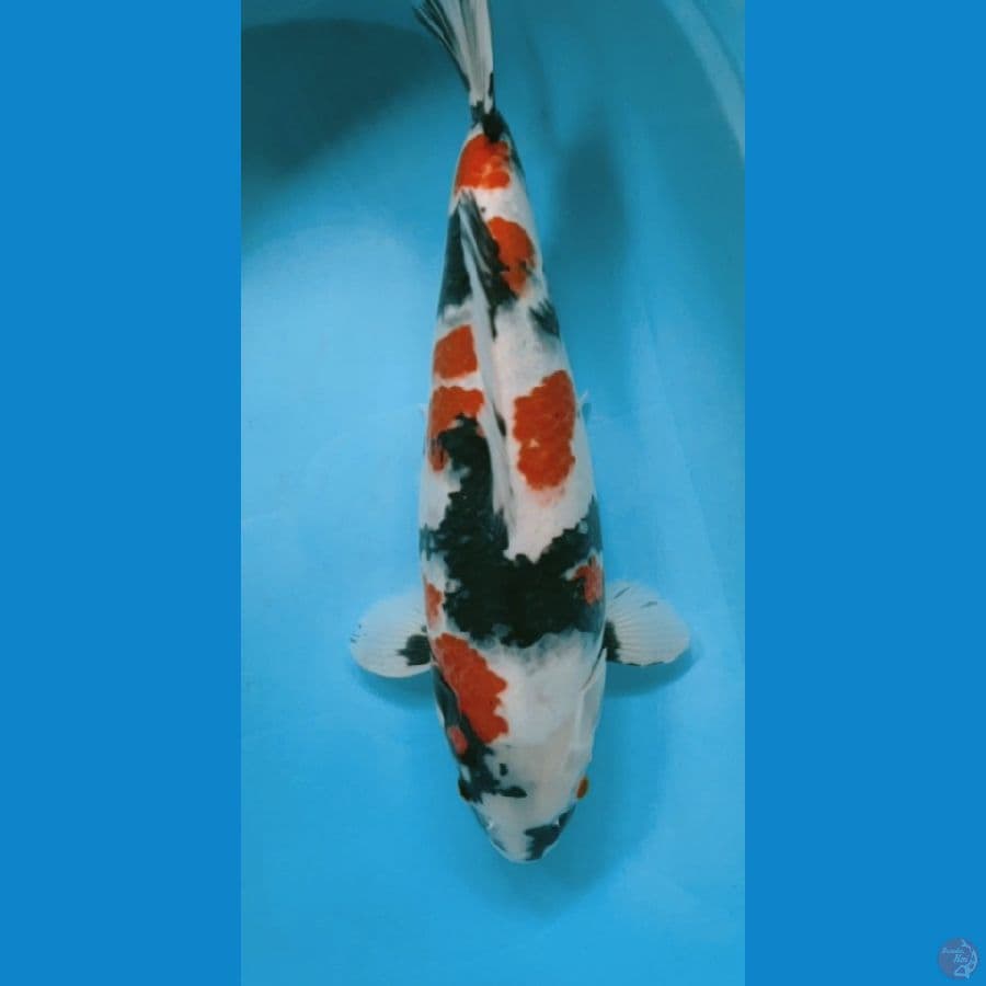 KINDEY SHOWA HQ 47CM FM