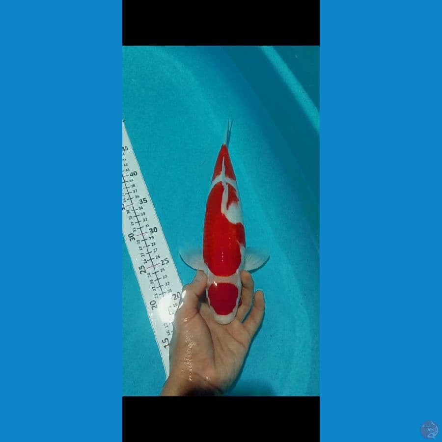 Kohaku 33CM