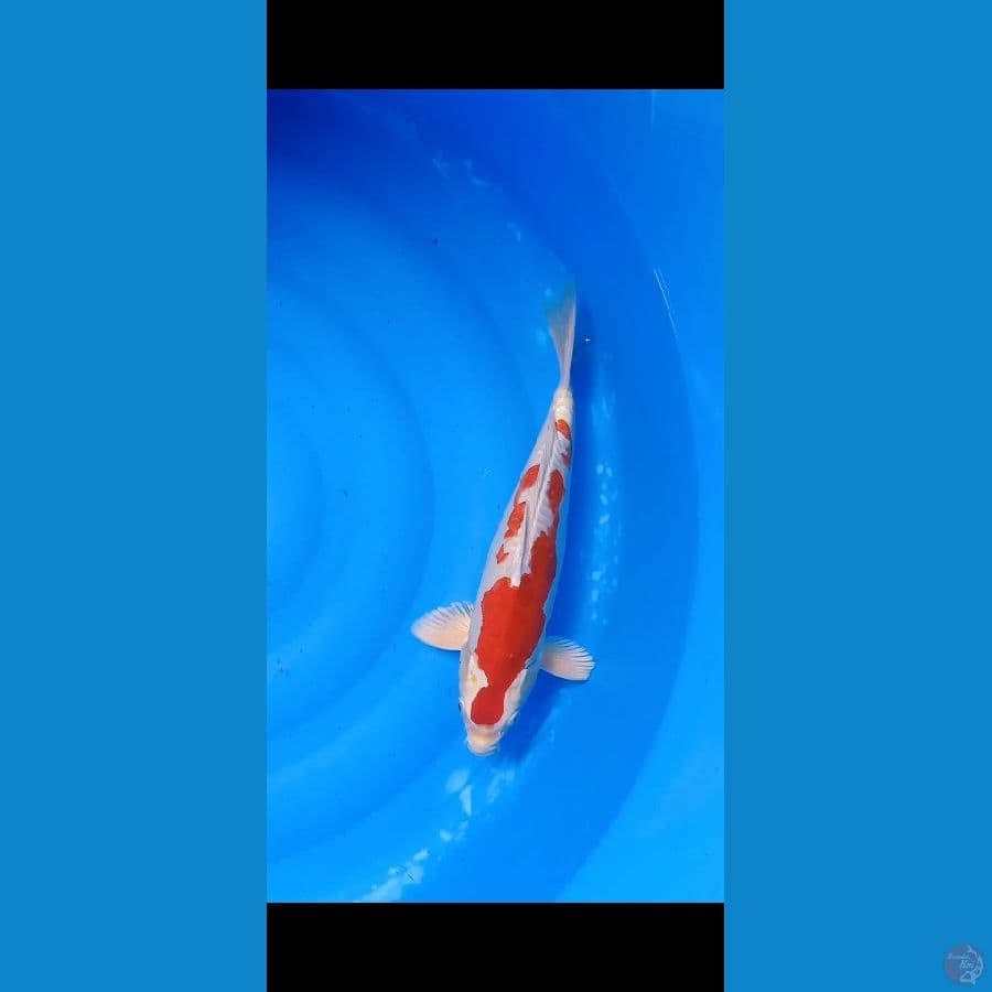 M36cm ori