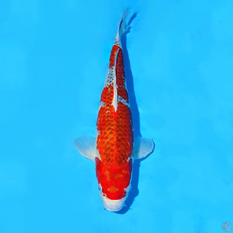 F45CM GOSHIKI JUMBO