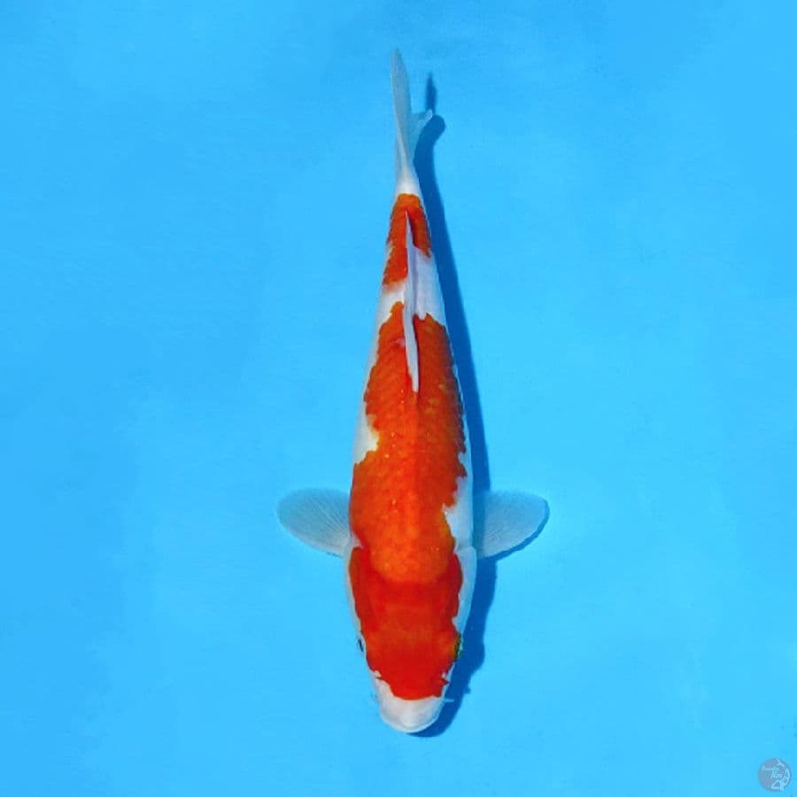 F29CM KOHAKU ORIGINAL